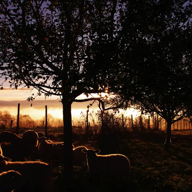 la-ferme-bio-de-marie-les-cars-haute-vienne