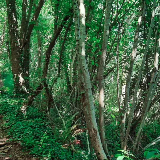 Terra Aventura - Bosdarros - chemin