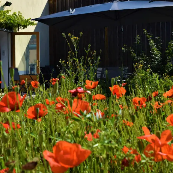 terrasecoquelicot--800-x-600-2