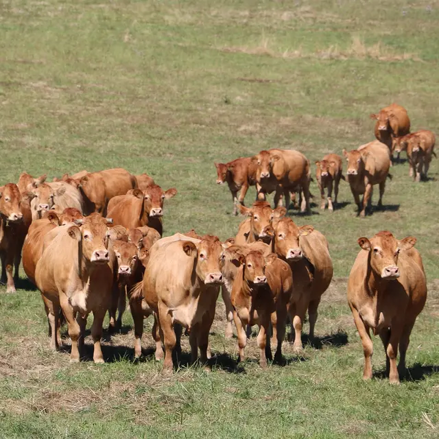 vaches limousines