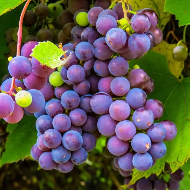 vendanges