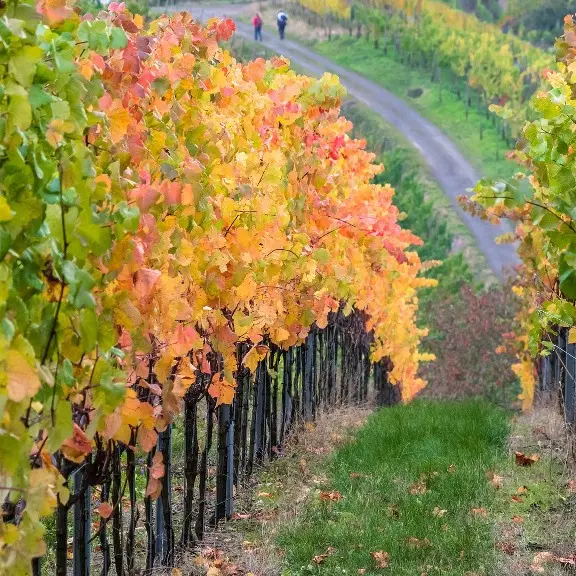 vignes pixabay