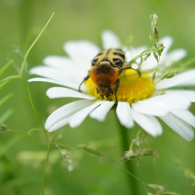 Abeille