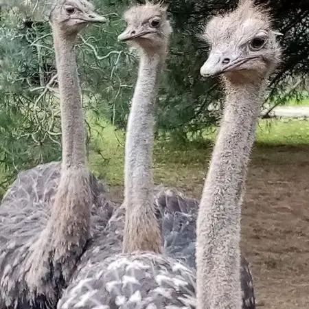 Autruche Ferme avicole des Grands Champs