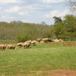 Aux Jaubertins