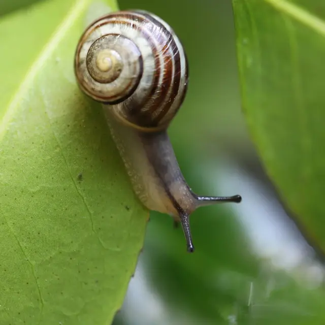 Biodiversité Eymet 18 oct 25 (1)
