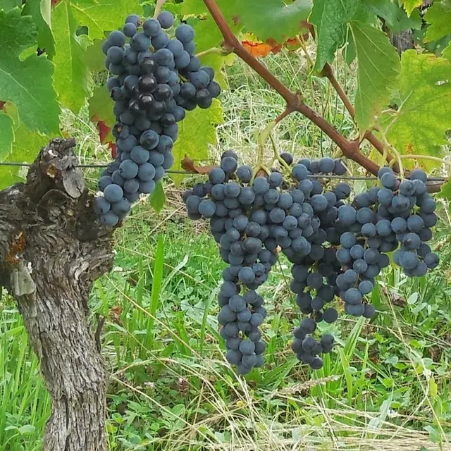 Bout-du-monde-dégustation