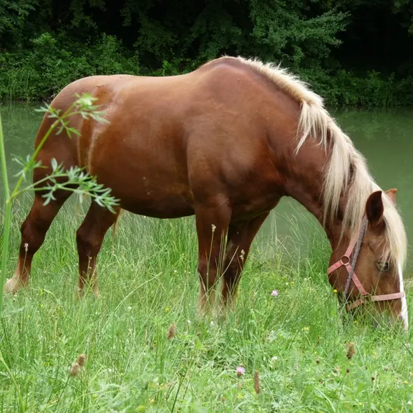 Centre équestre poney club de Bourrou