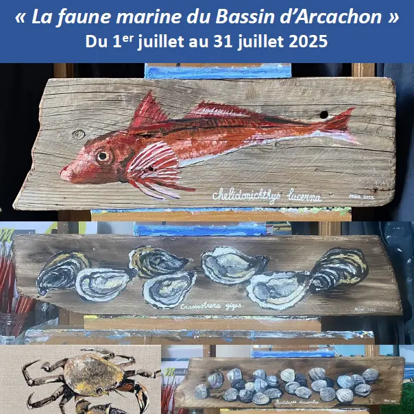 La faune marine du Bassin d'Arcachon