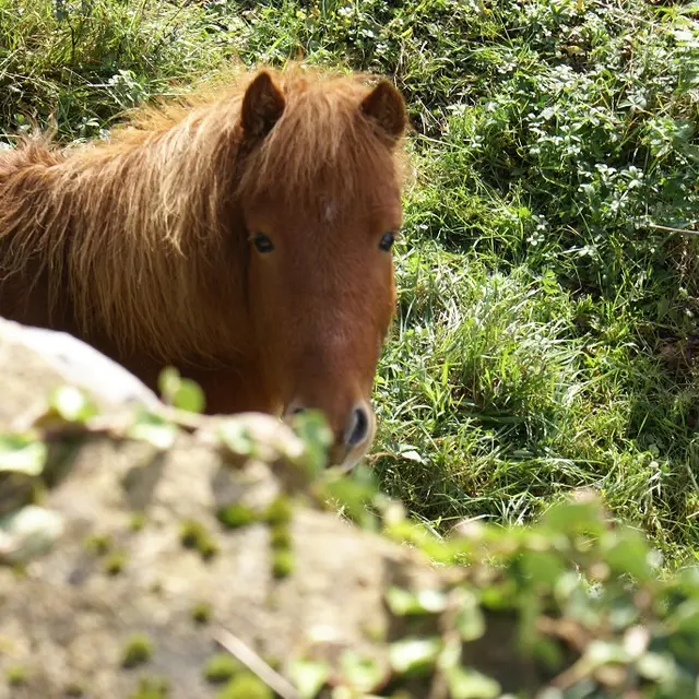 Centre équestre poney club de Bourrou