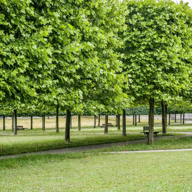 Château de Pau - (Basse-Plante) 1