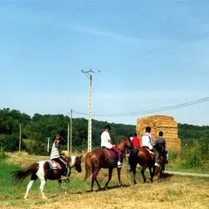 Crinière au vent