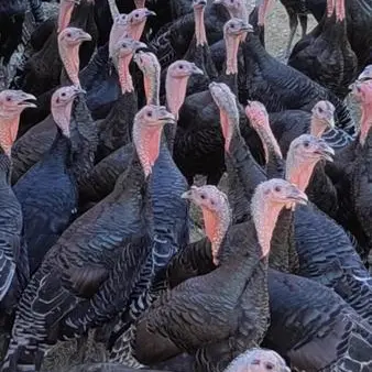 Dindons ferme avicole des grands champs