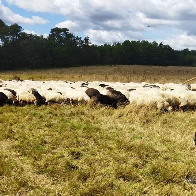 Visite de ferme - Didier-Pernet-Paturage-Itinrant-8