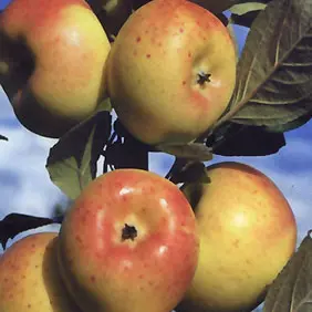 Etouars - Verger des fruits anciens