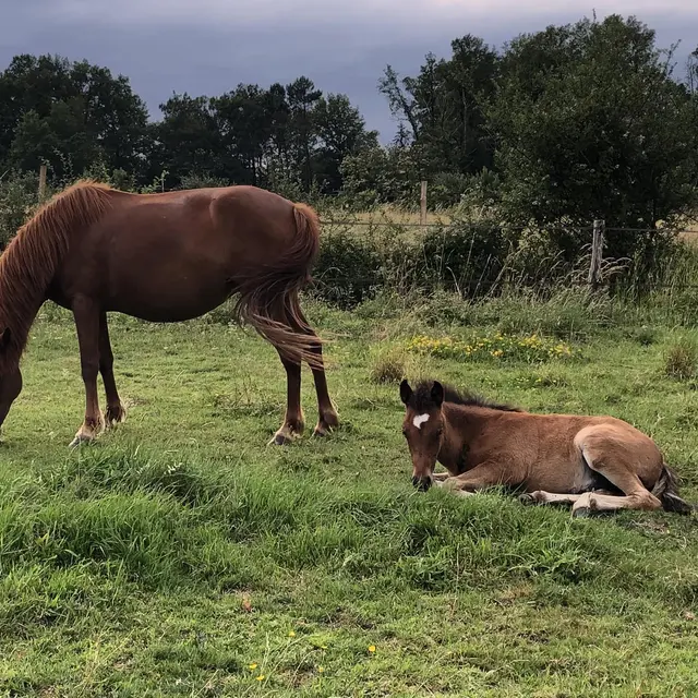 Ferme La Tuilière 03 chevaux