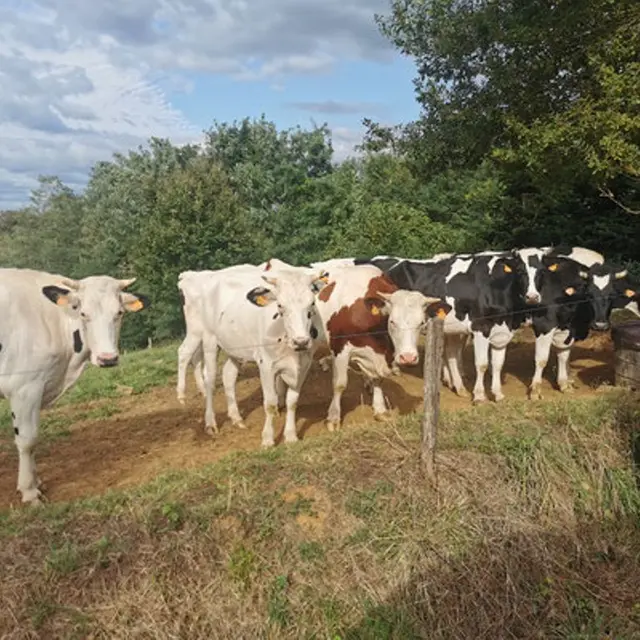 Ferme de Lorthe - Vaches à lait