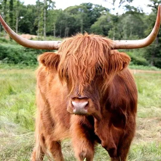 Ferme-des-Highlands
