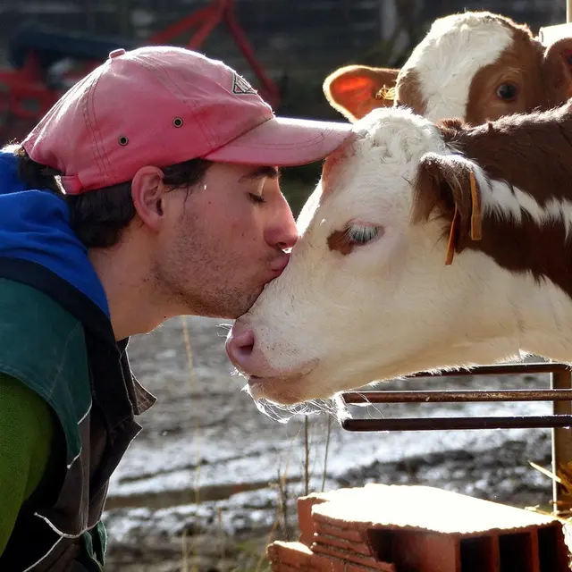 Ferme-du-Rivaud-vaches-a-le-pizou-vallee-isle-perigord