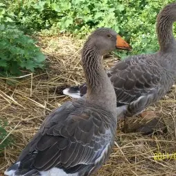 Ferme la pomelie