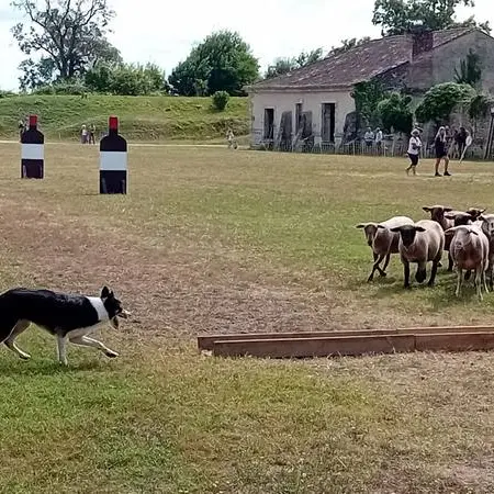 Fort Médoc - Concours Chiens de Berger
