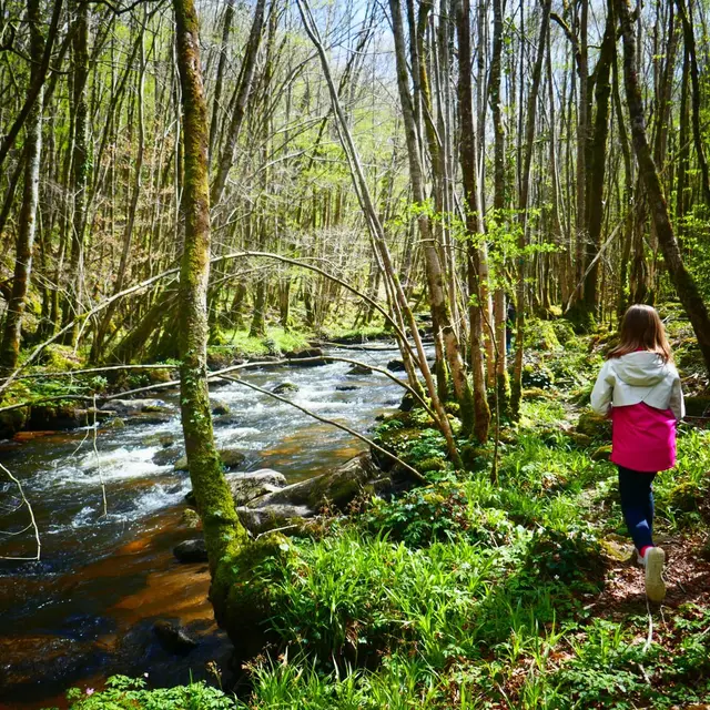 Forêt d'Épagne à Sauviat-sur-Vige en Limousin