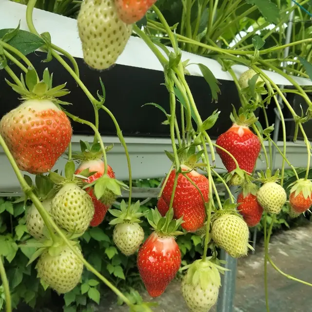 Fraisiers