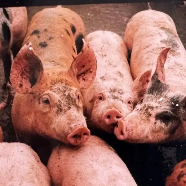 GAEC Puyzareau ©Theaud