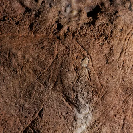 Grotte de Combarelles I, tête de lionne (détail d'une figure)