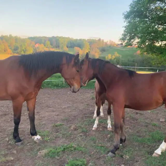 Haras des Star