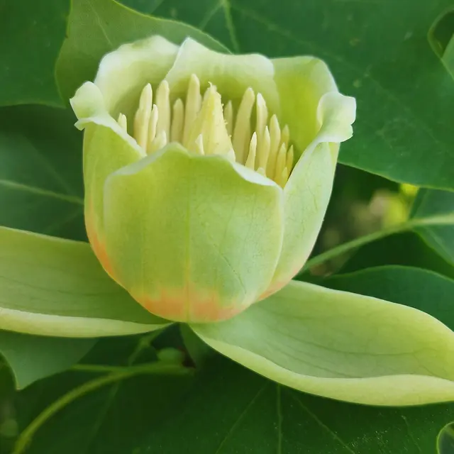 plante