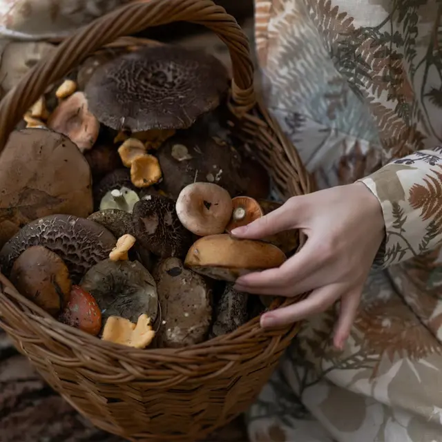 Image-panier-de-champignons