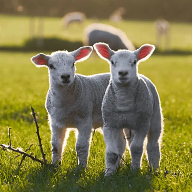 La commune vous invite à participer à une soirée sur le thème “Laïcité et religions”, un sujet au cœur de notre vie citoyenne. Ce moment d’échanges a pour objectif d’encourager la réflexion collective autour des valeurs républicaines, de la liberté de - 1