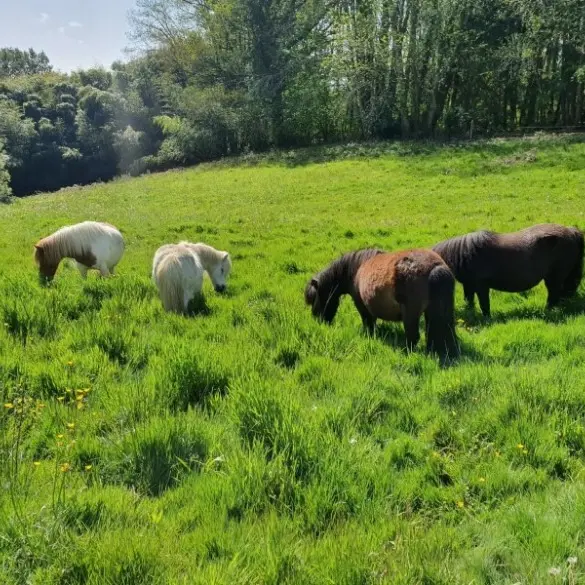 Les écuries de Laubanie 3