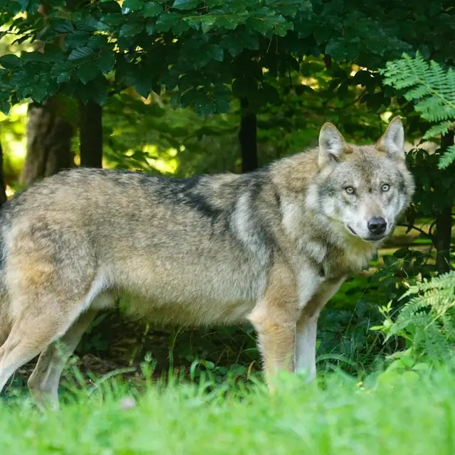 Loup-parcot-echourgnac-vallee-isle-perigord