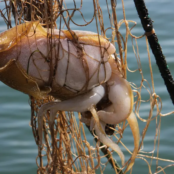 Pêche Pescatourisme