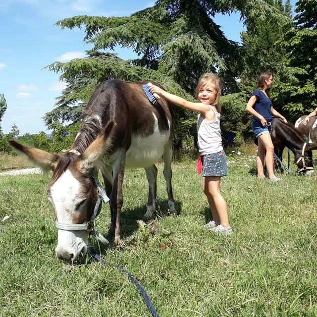 PetitAnierApproche - Ferme à Roulettes