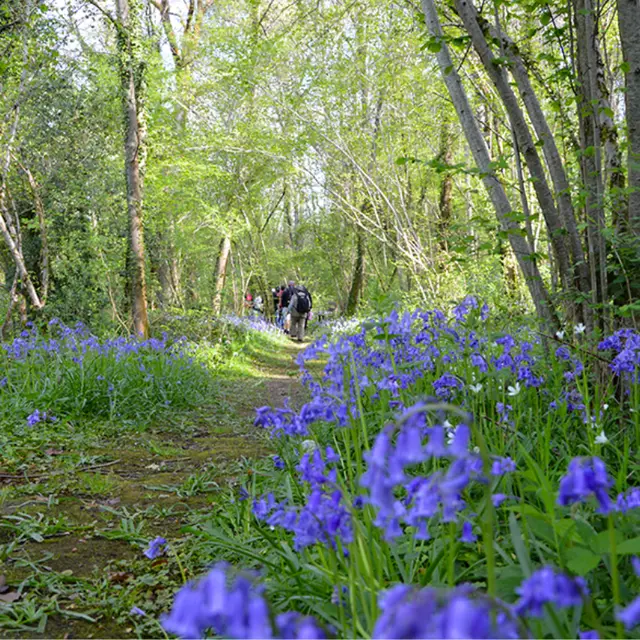 Sentier-Musical-Pageas_fleurs©Clotilde-Benni