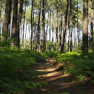 Sentier Pontenx 1