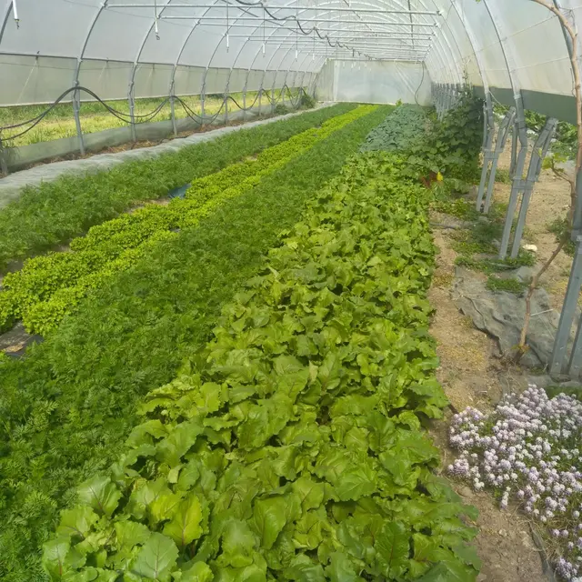 Serre du Jardin Maraicher