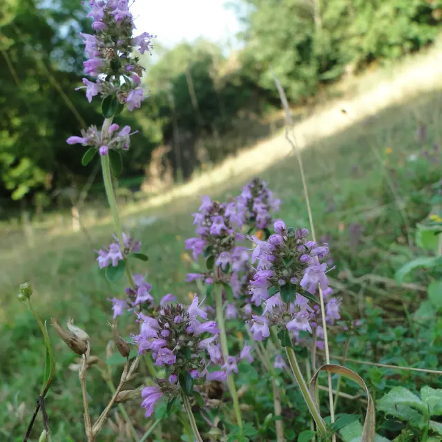 Thym serpolet (13)