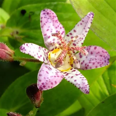 Tricyrtis Pink Freckles