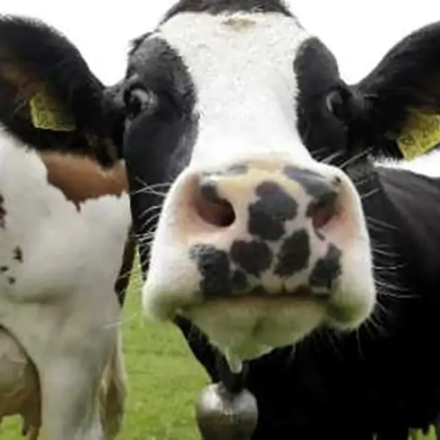 Vache-Tachetée-montpon-vallee-isle-perigord