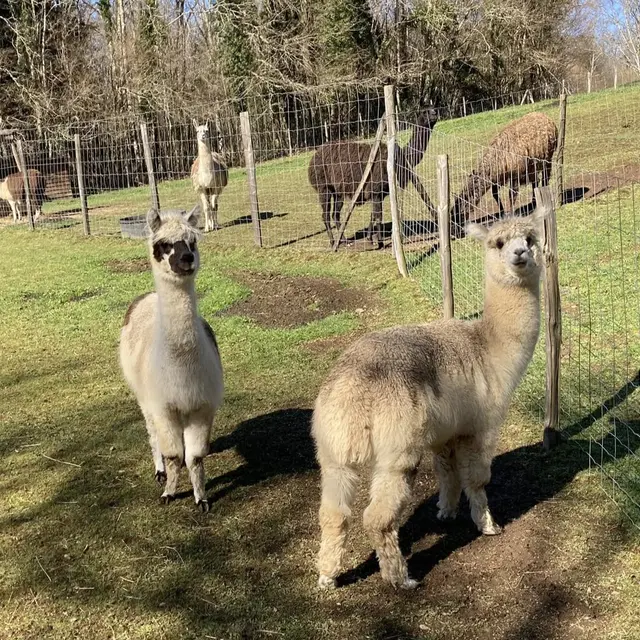 alpagas