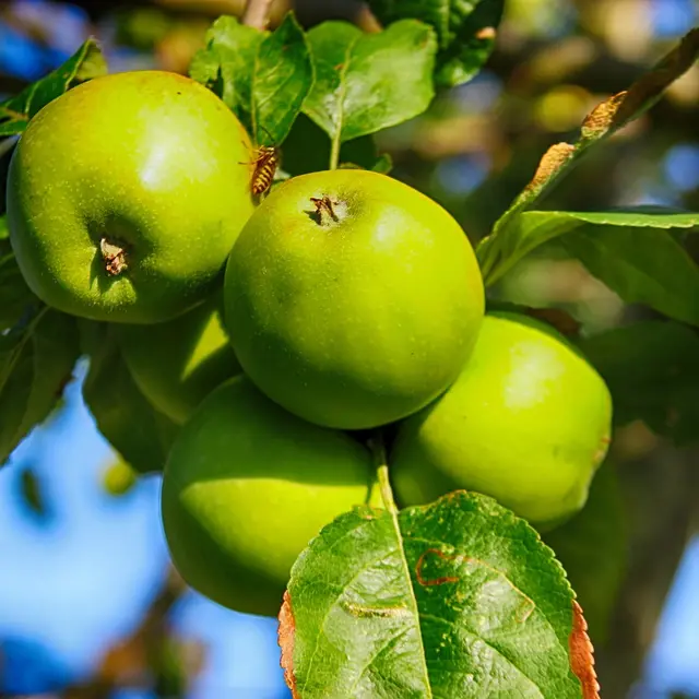 apples-7340572_1280