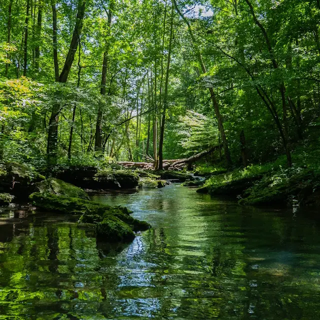 Sortie nature