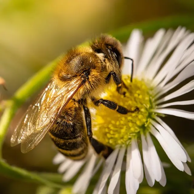 bee-8190665_1920