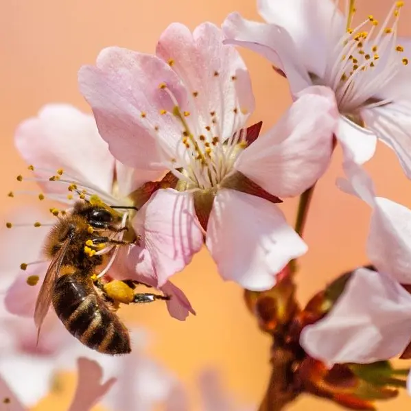Abeilles