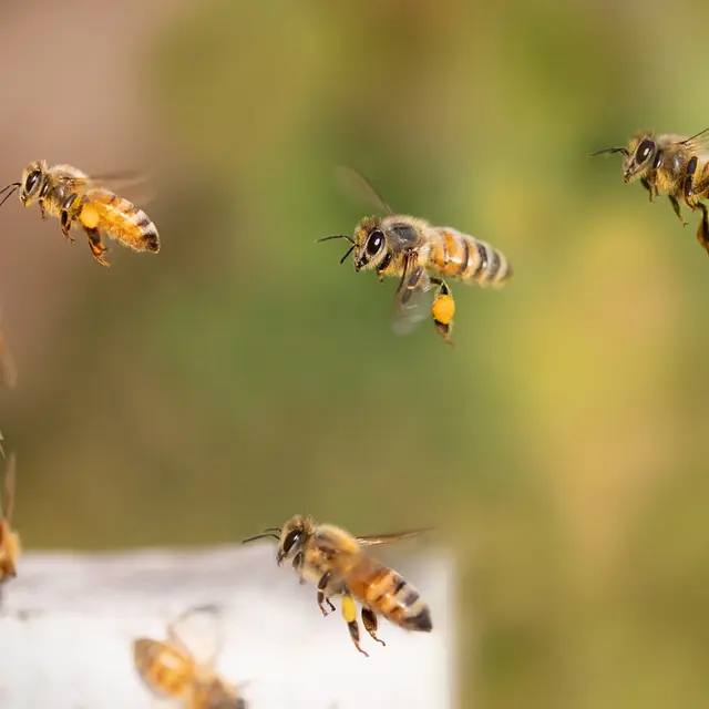 bees-8267791_1280
