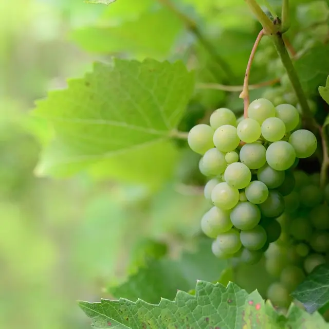 chateau_les-saints-amants-stjulien-innocence-eulalie